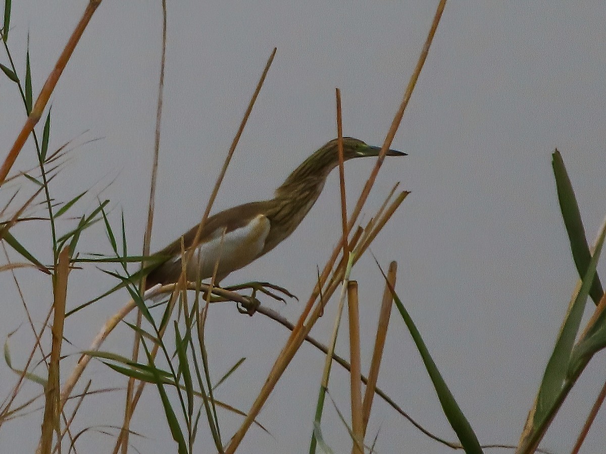 Squacco Heron - ML625696123