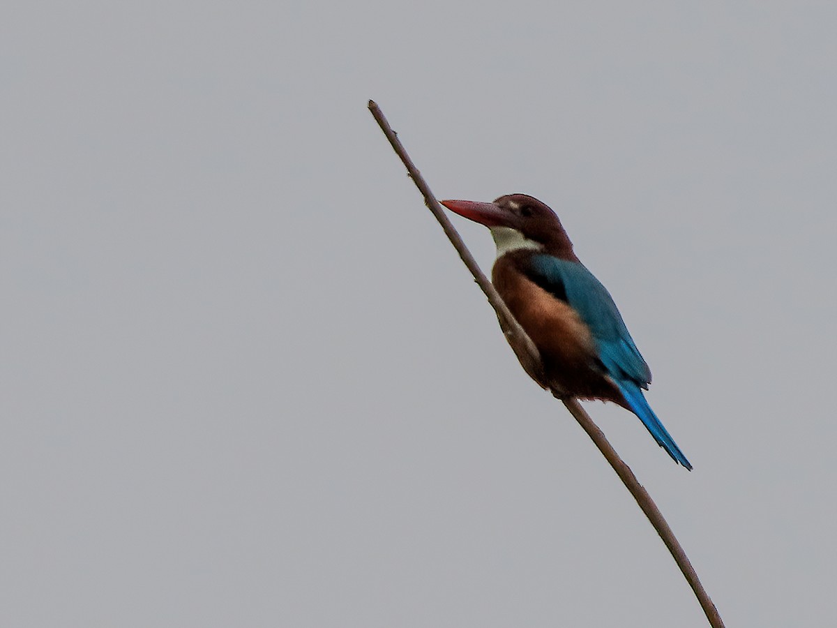 White-throated Kingfisher - ML625696140