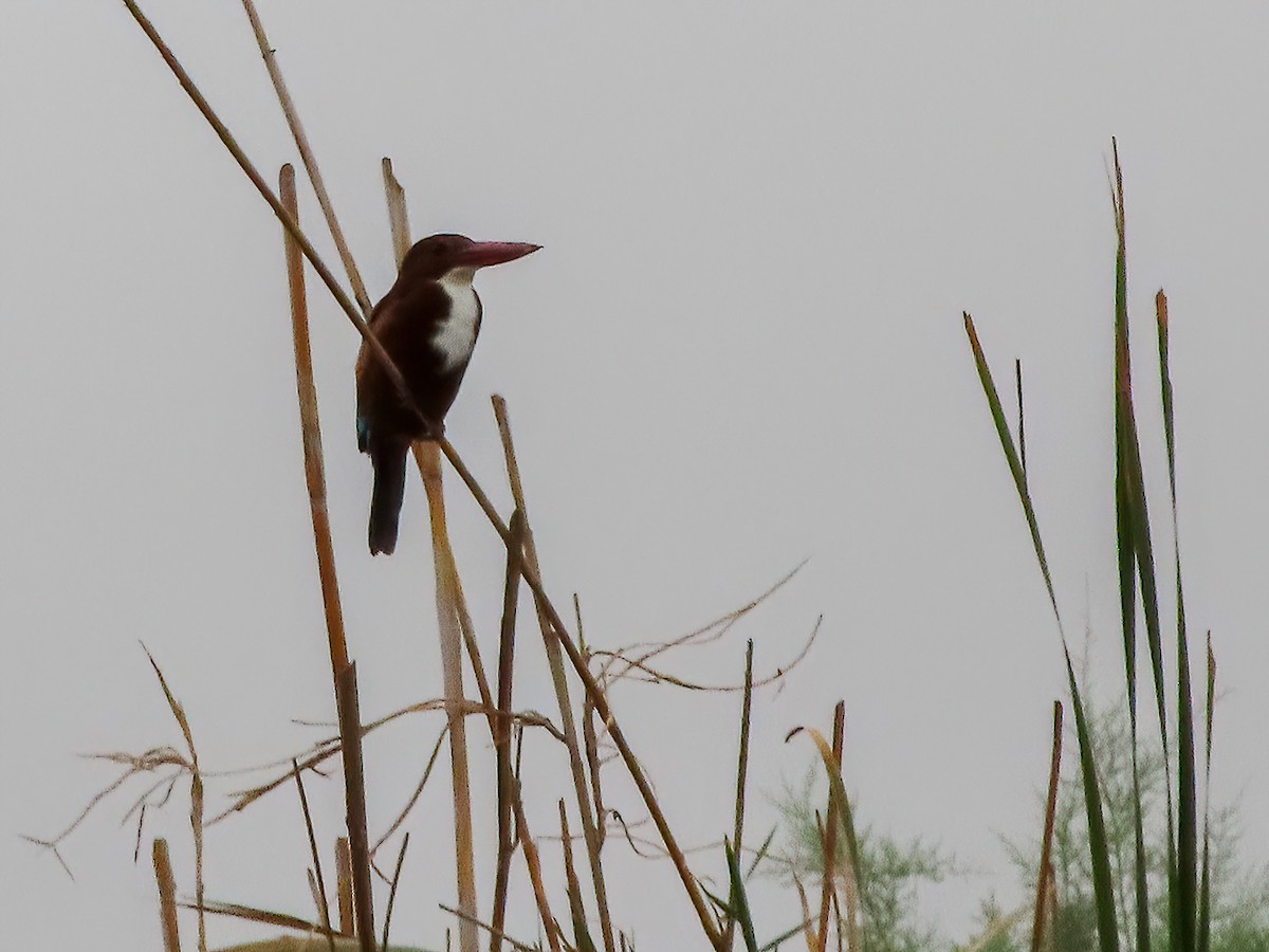 White-throated Kingfisher - ML625696142