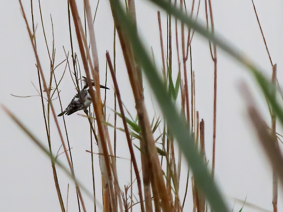 Pied Kingfisher - ML625696146