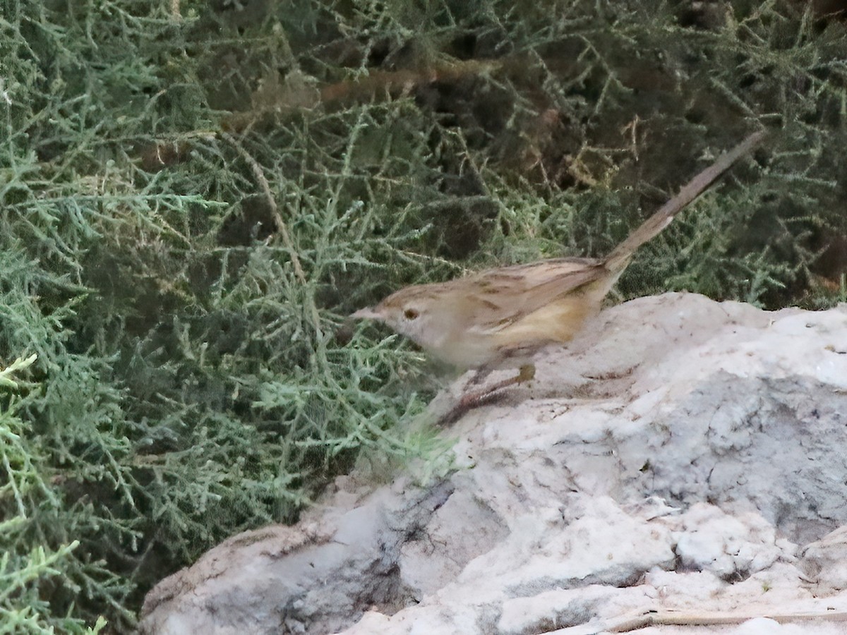 Delicate Prinia - ML625696172