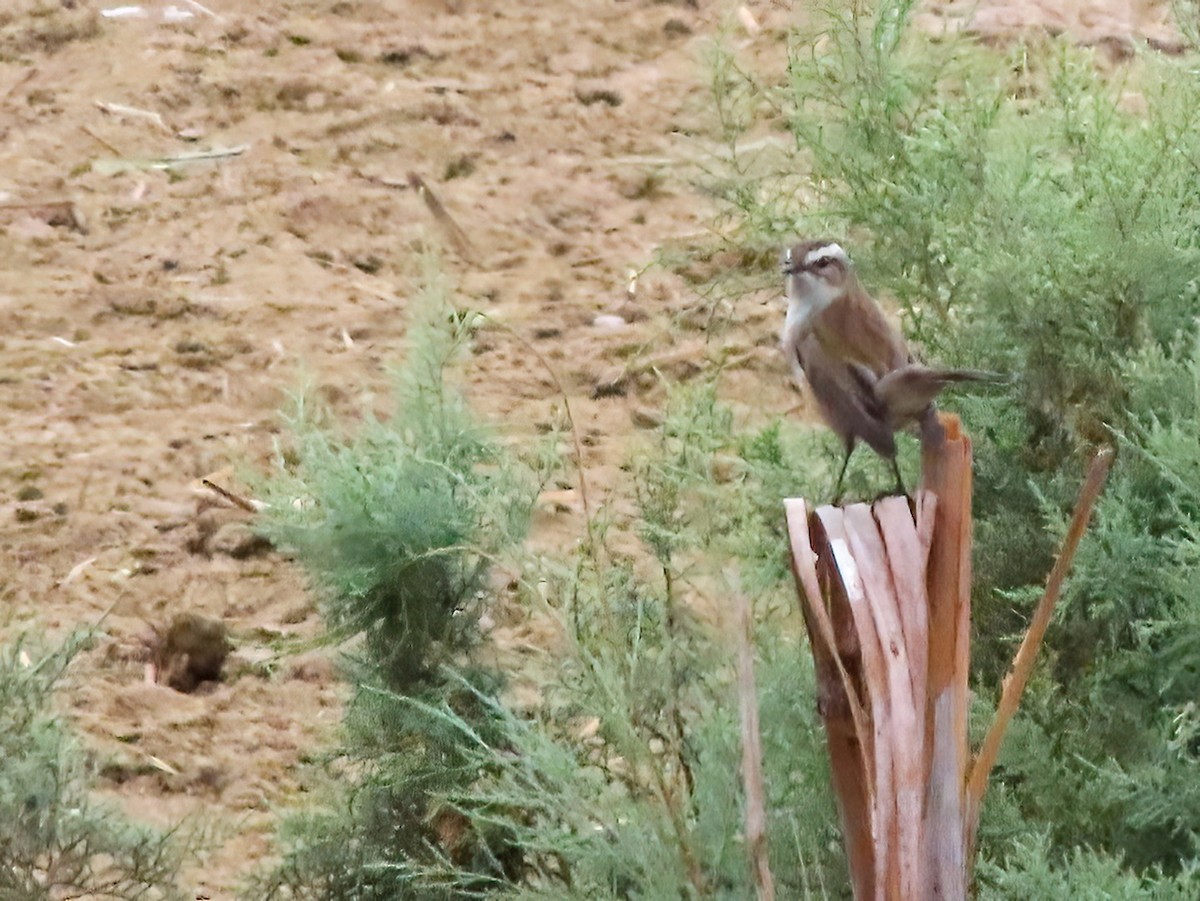 Moustached Warbler - ML625696189