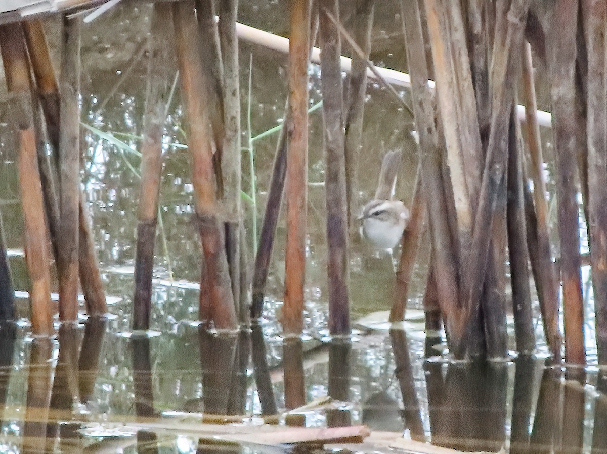 Moustached Warbler - ML625696190