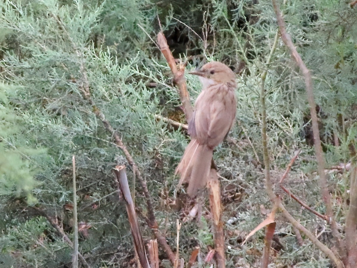 Iraq Babbler - ML625696198