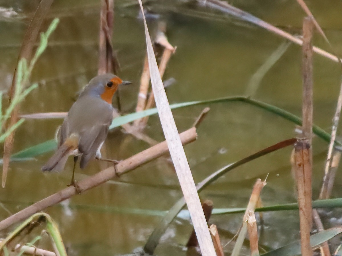 Өрнийн зээрд омруут - ML625696210