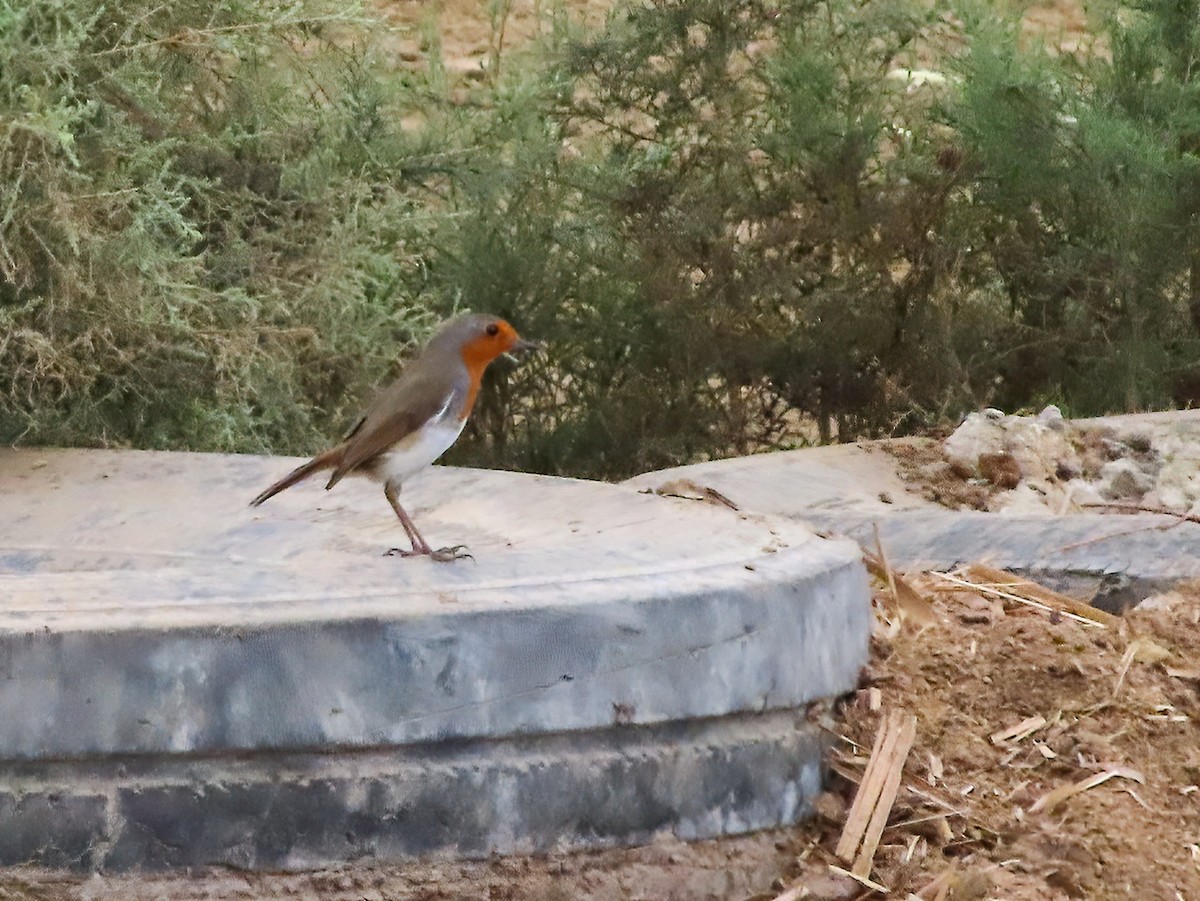 Өрнийн зээрд омруут - ML625696212