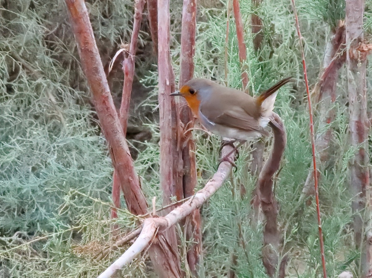 Өрнийн зээрд омруут - ML625696213