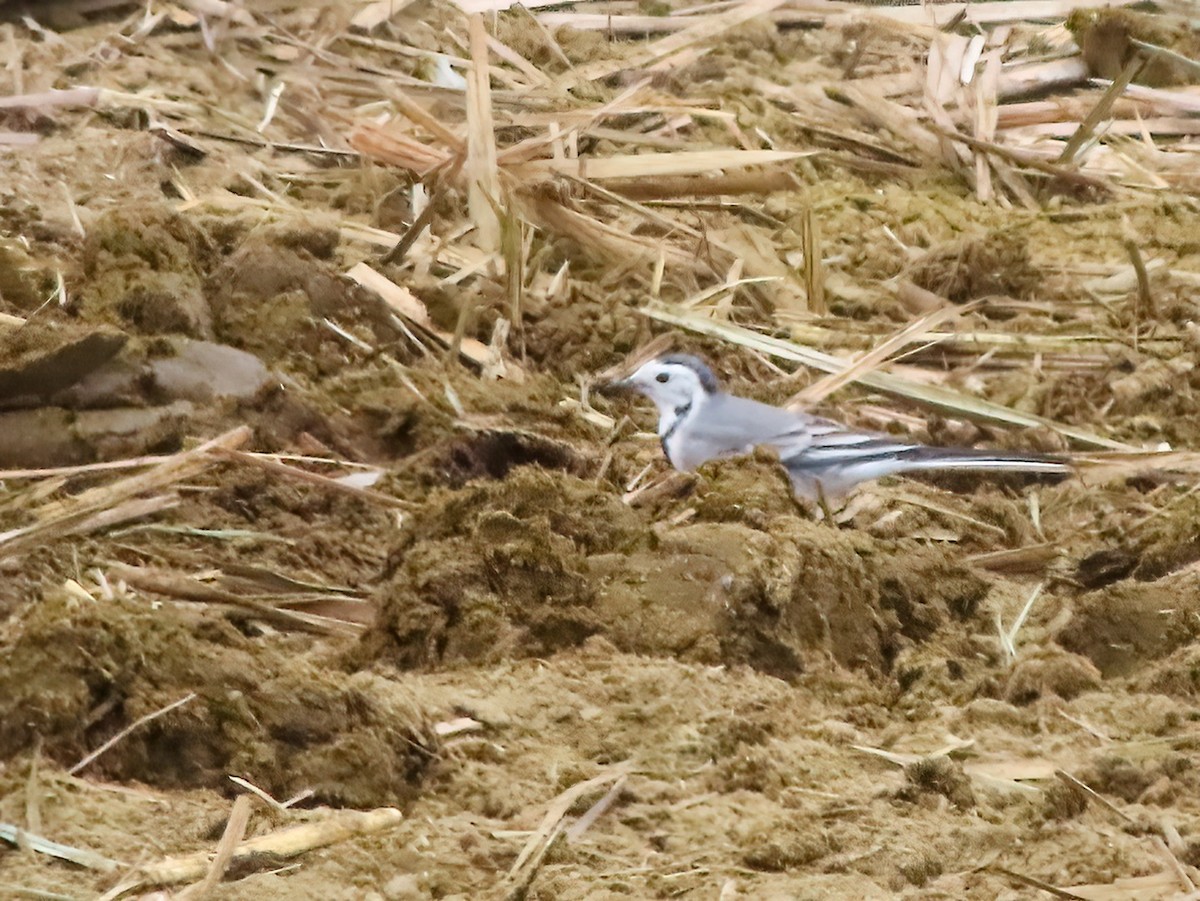 Хөх цэгцгий - ML625696221