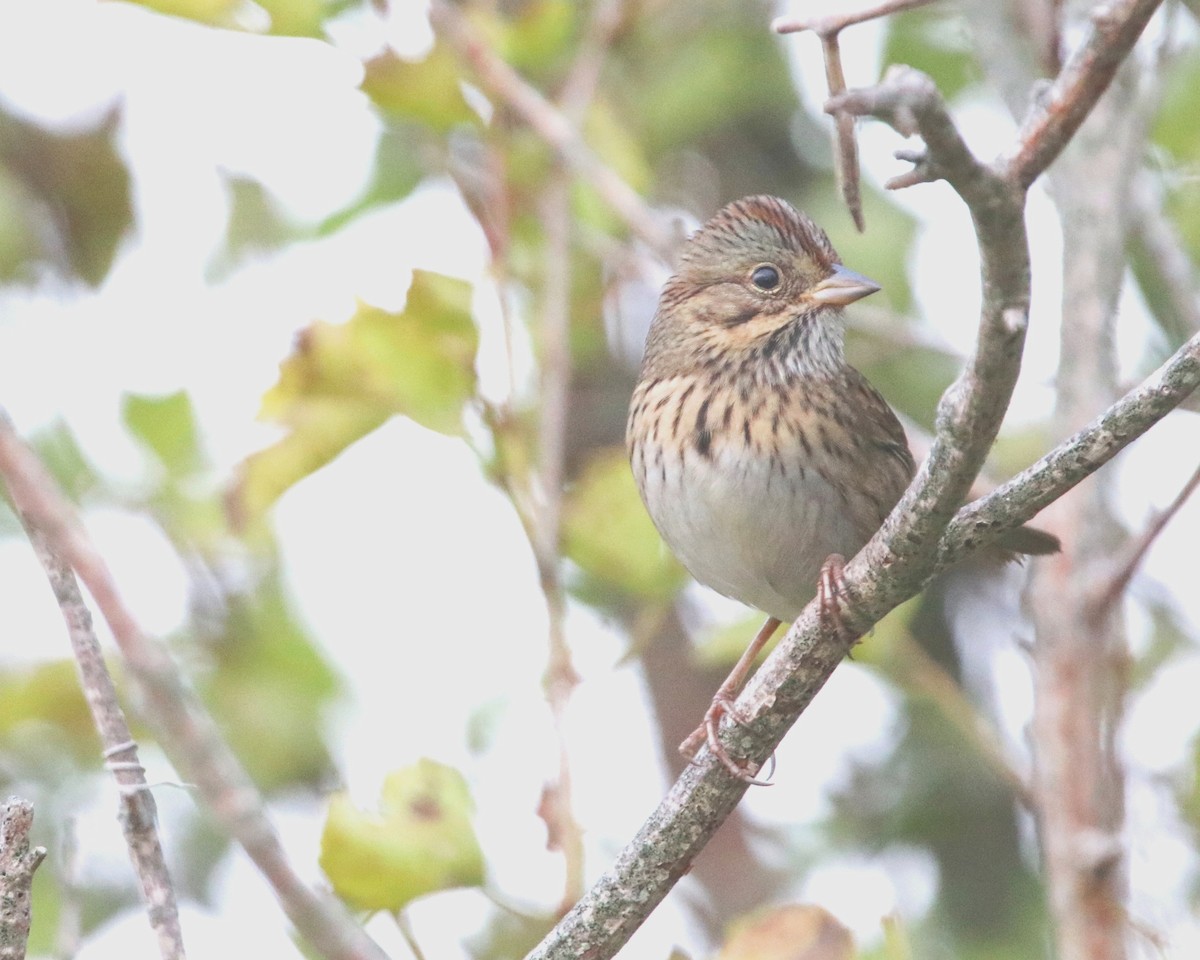 Lincoln's Sparrow - ML625696281