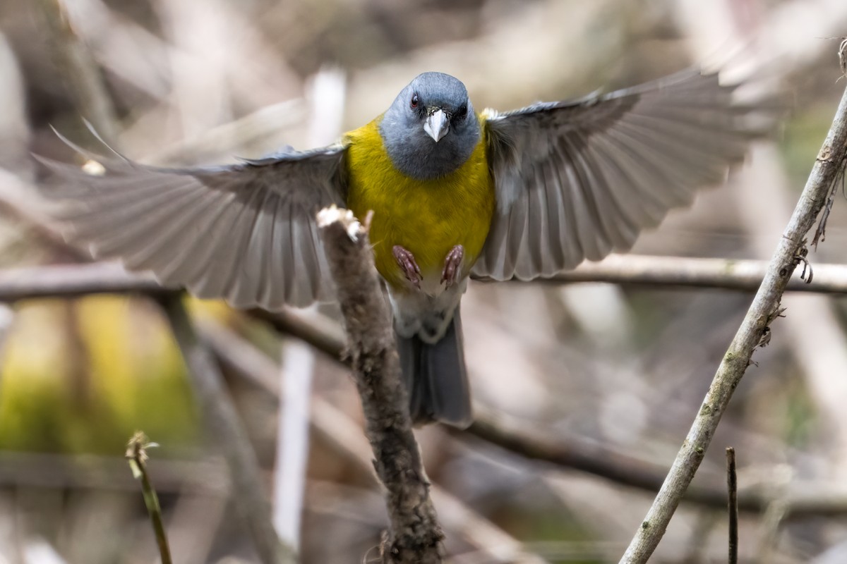 Patagonian Sierra Finch - ML625696510