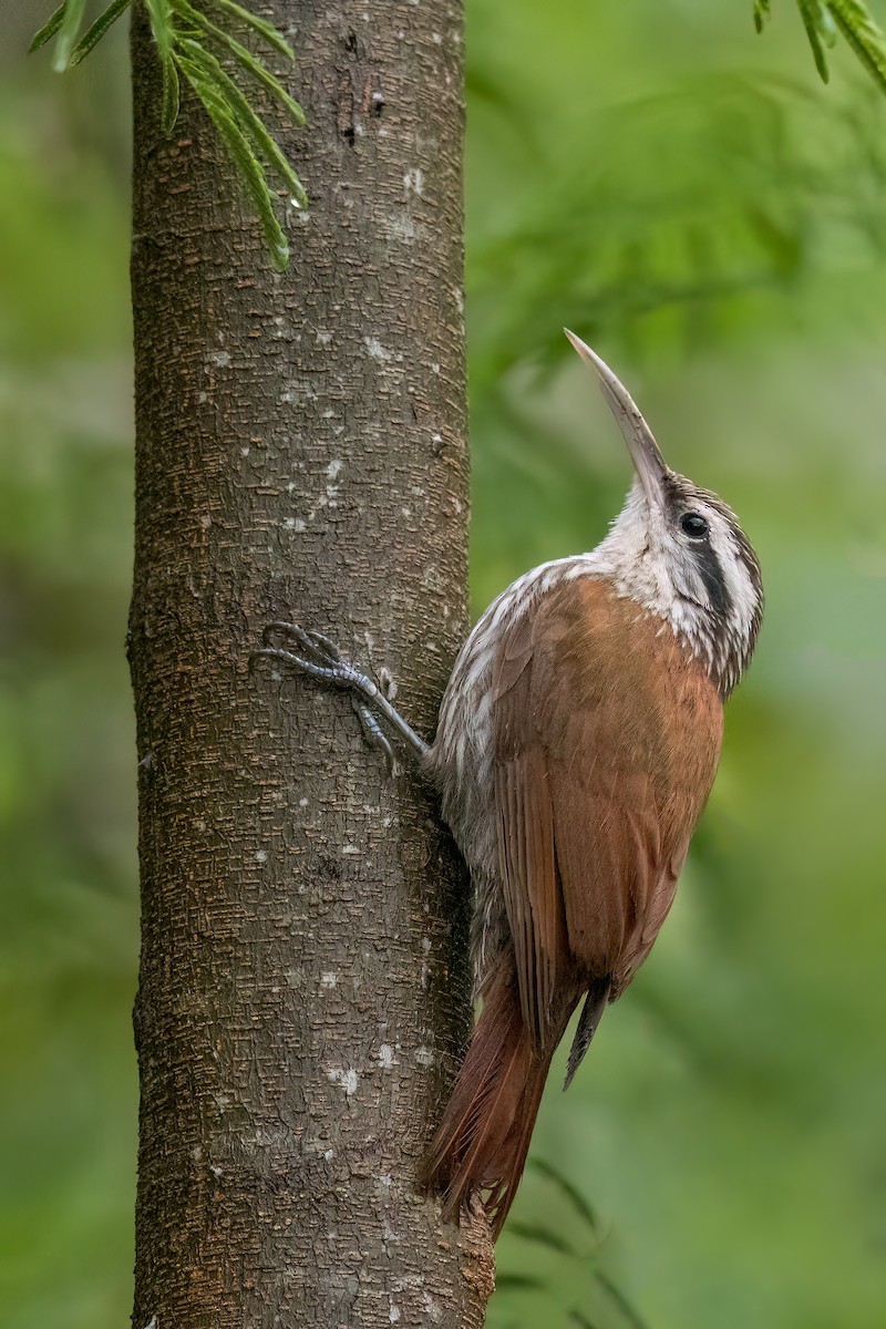 Narrow-billed Woodcreeper - Dubi Shapiro