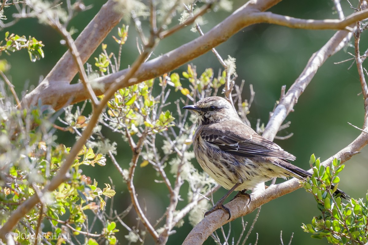 Chilean Mockingbird - ML625696823
