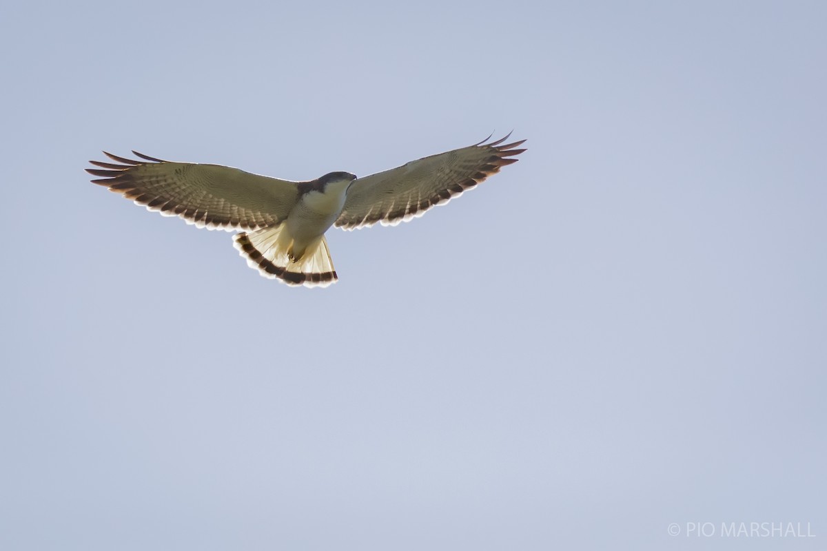 Variable Hawk - ML625696831