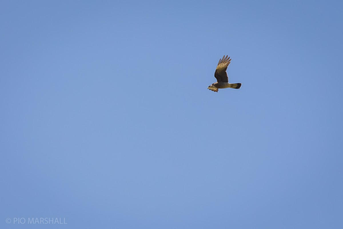 Chimango Caracara - ML625696854