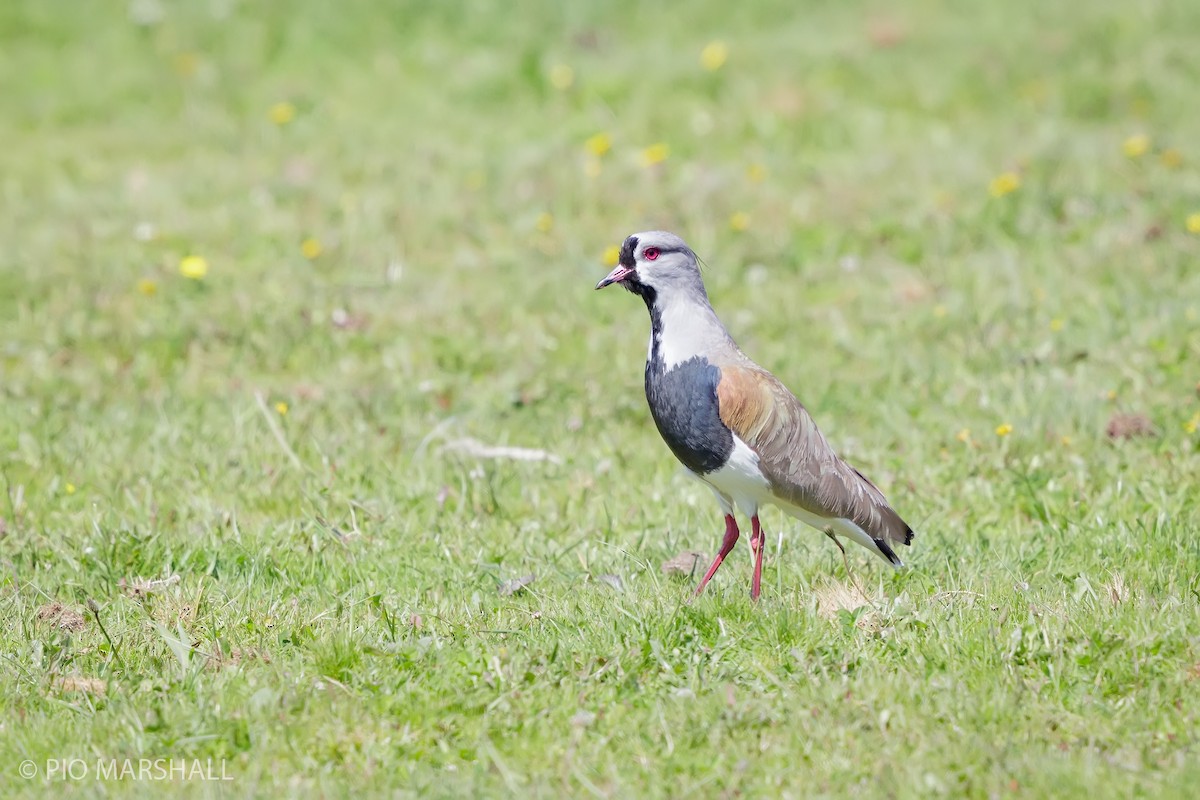Southern Lapwing - ML625696913