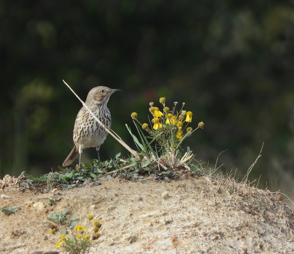 Sage Thrasher - ML625697111