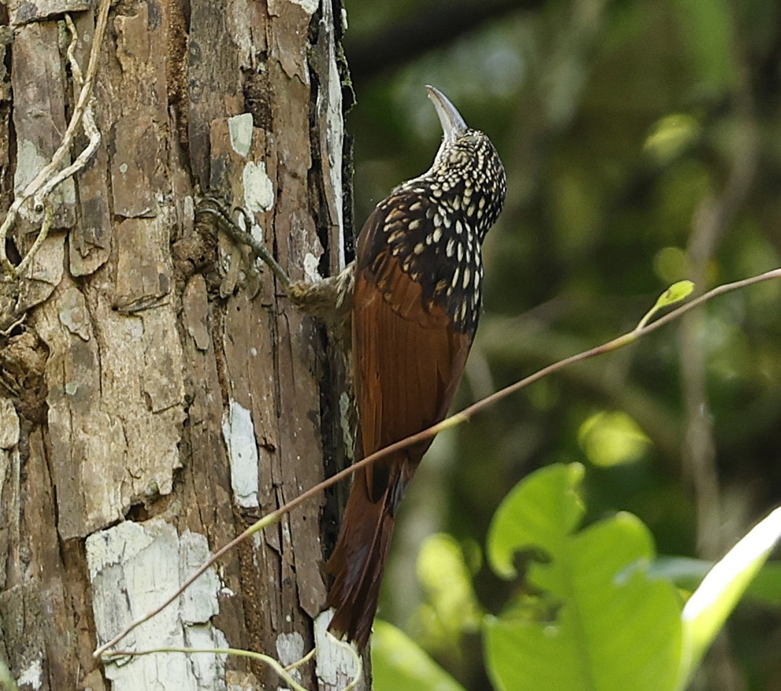 Black-striped Woodcreeper - ML625697226