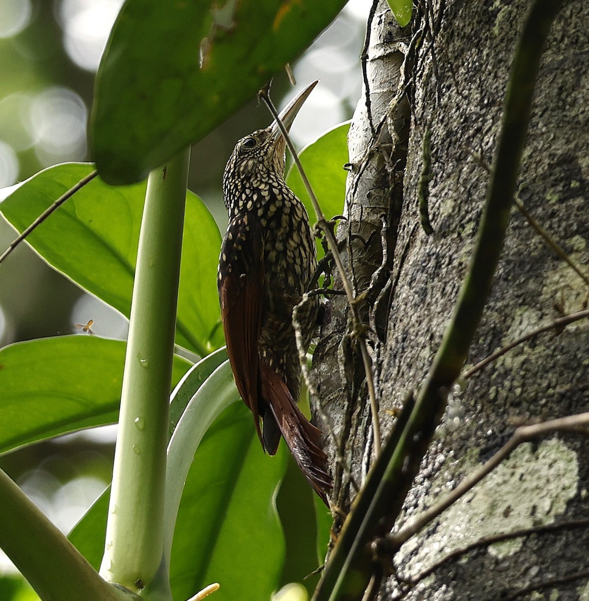 Black-striped Woodcreeper - ML625697235