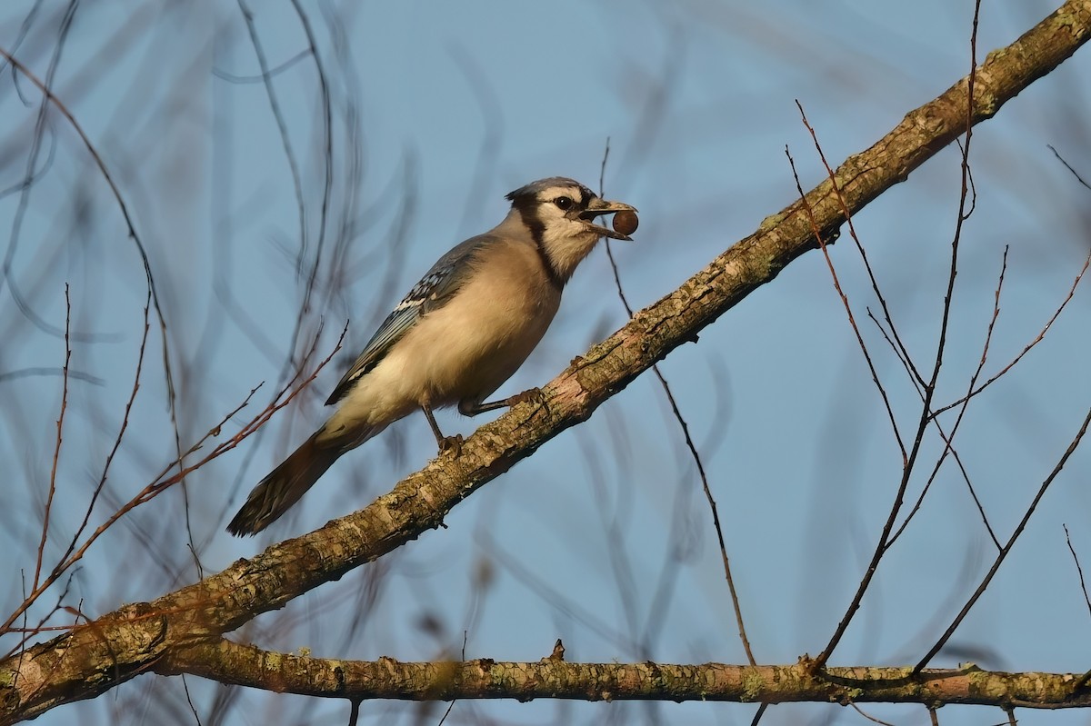 Blue Jay - ML625697313
