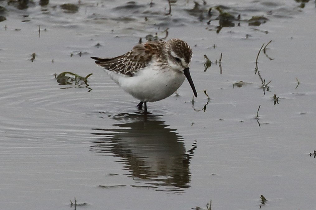 Western Sandpiper - ML625697319