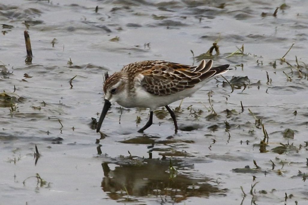 Western Sandpiper - ML625697320