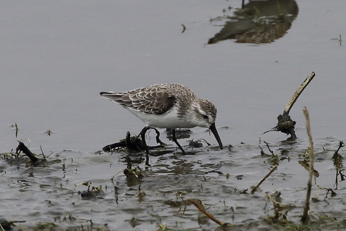 Western Sandpiper - ML625697321