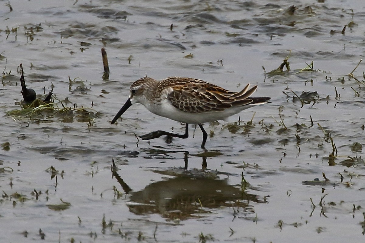 Western Sandpiper - ML625697322