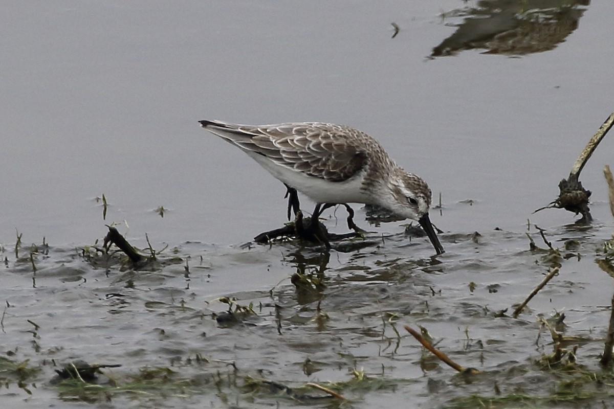 Western Sandpiper - ML625697323