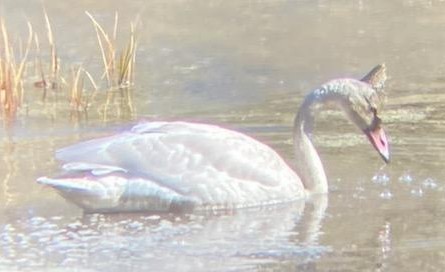 Tundra Swan - ML625697428