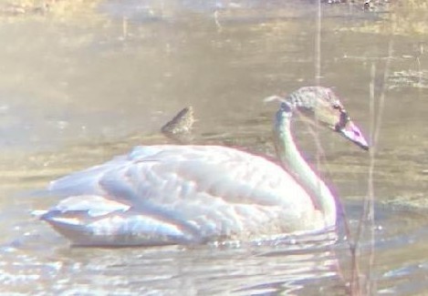 Tundra Swan - ML625697429