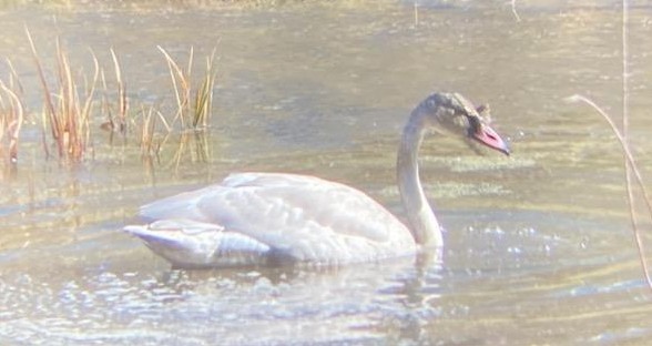 Tundra Swan - ML625697430