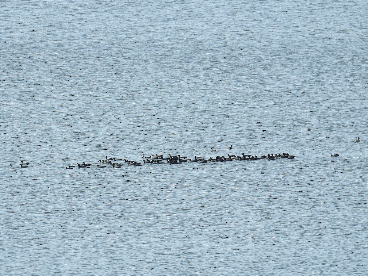 American Coot - ML625697882