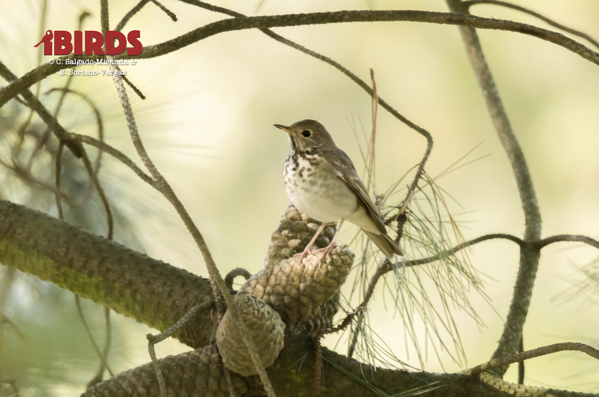 Hermit Thrush - ML625698281