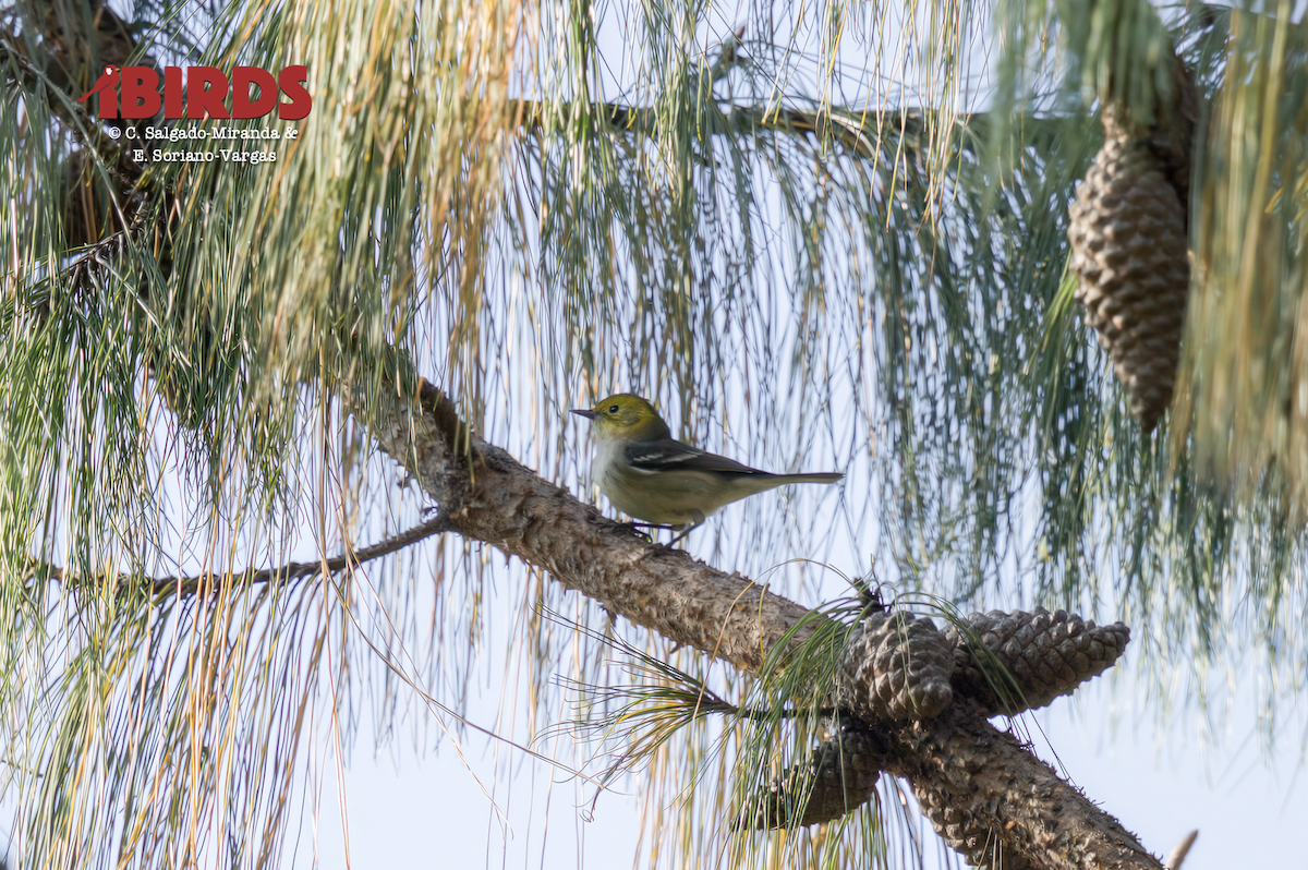 Olive Warbler - ML625698447