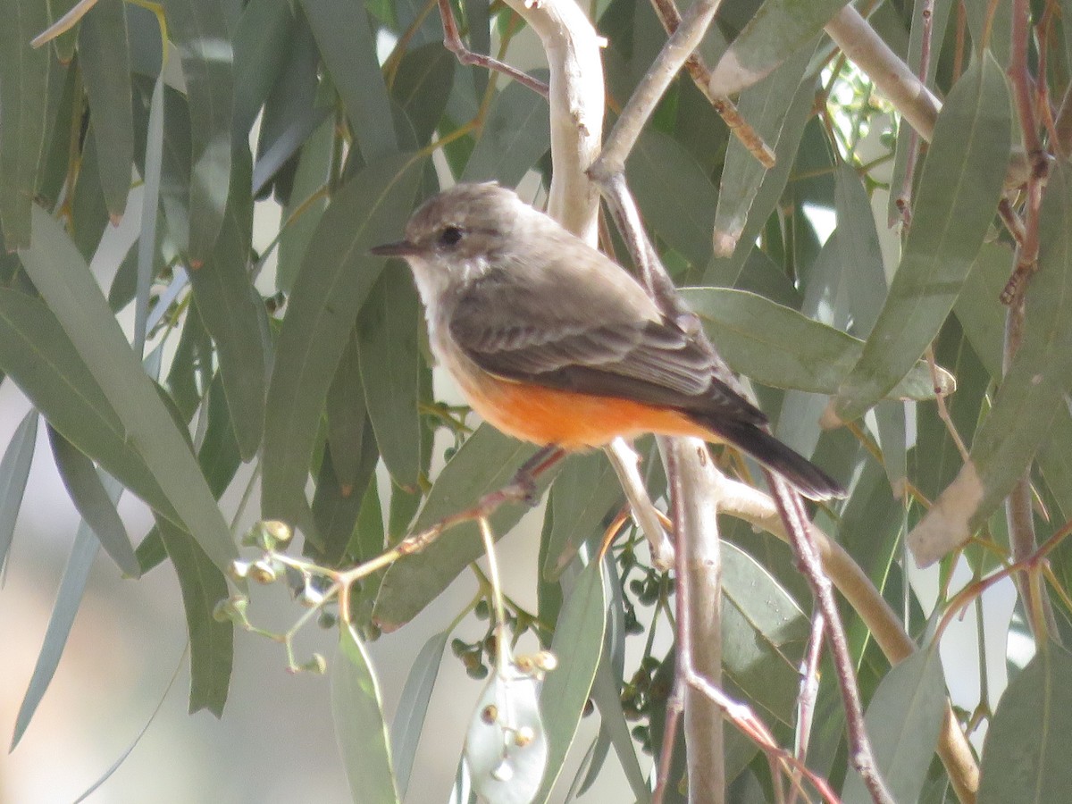 Vermilion Flycatcher - ML625698507