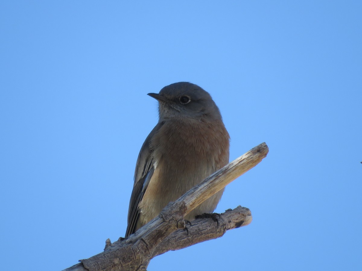 Western Bluebird - ML625698532