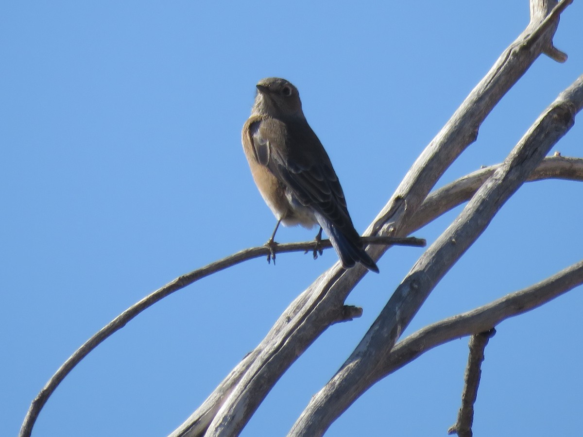 Western Bluebird - ML625698533