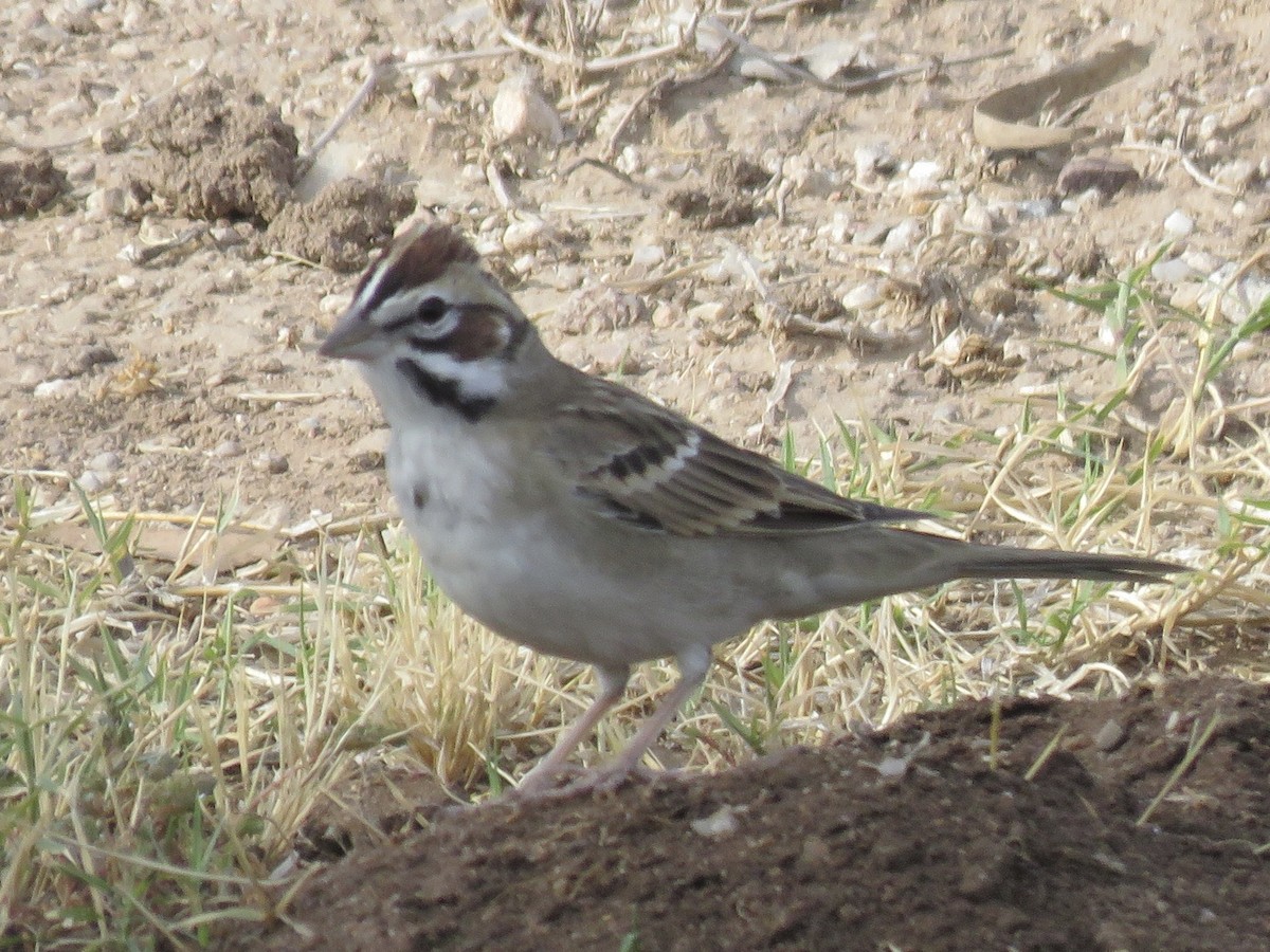 Lark Sparrow - ML625698570