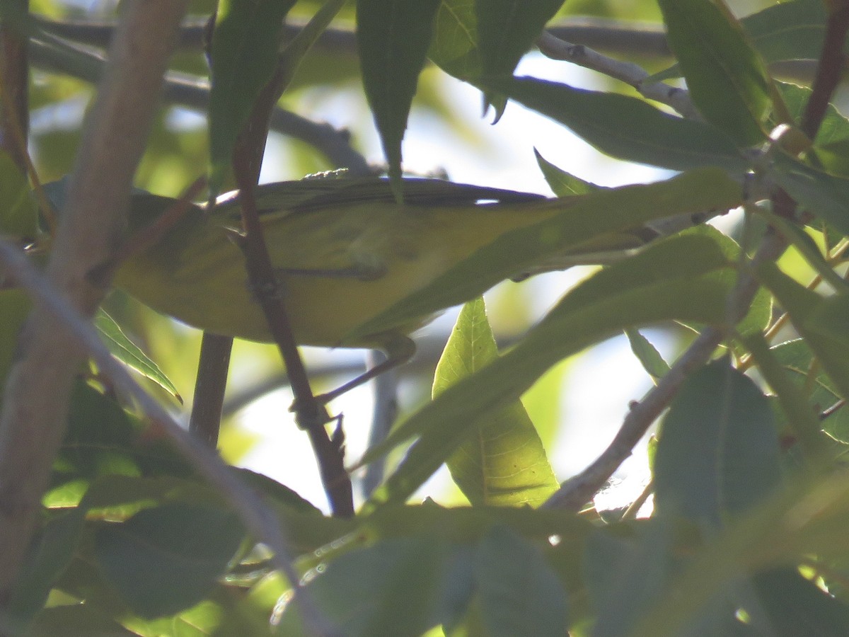 Yellow Warbler - ML625698576