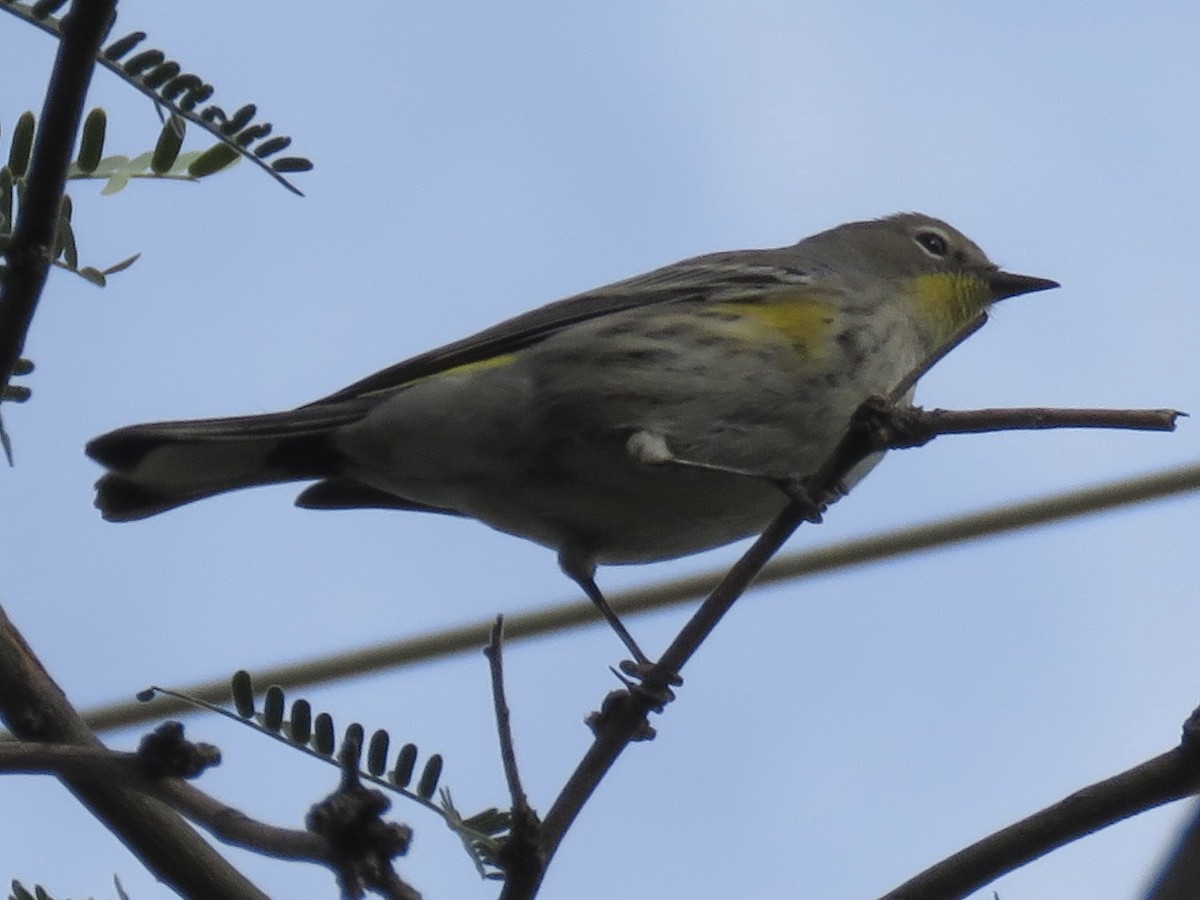 Yellow-rumped Warbler - ML625698603