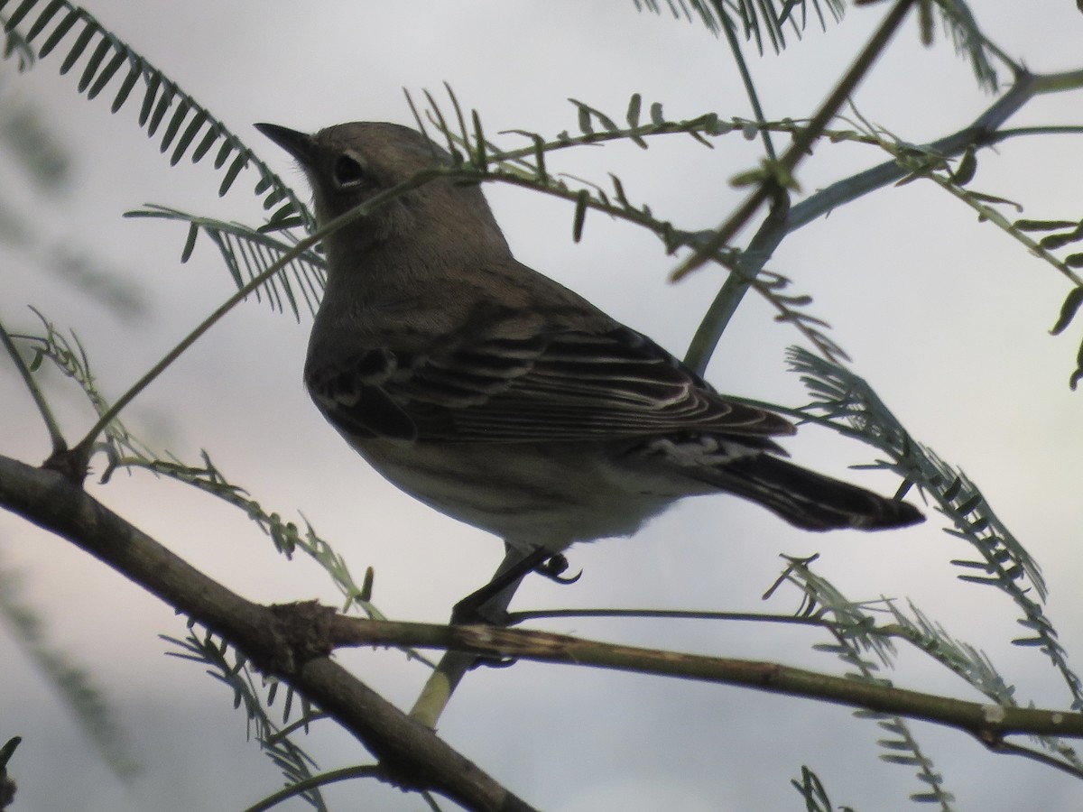 Yellow-rumped Warbler - ML625698605