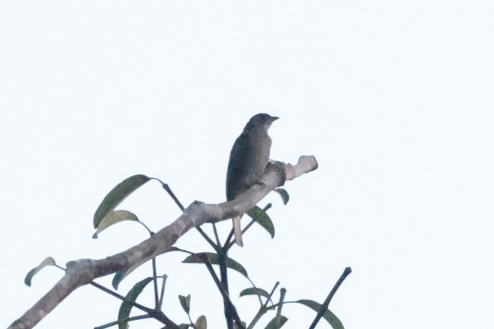 Malaysian Honeyguide - ML625698615