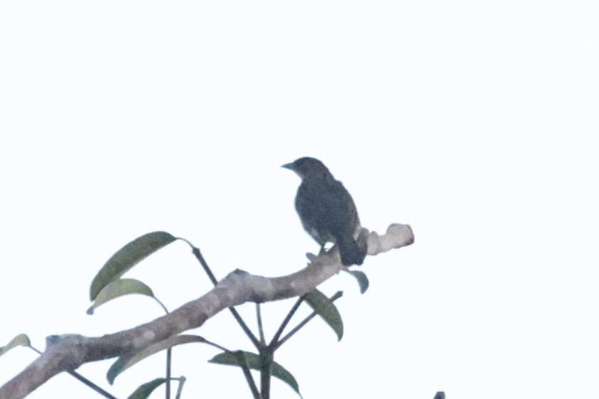 Malaysian Honeyguide - ML625698626