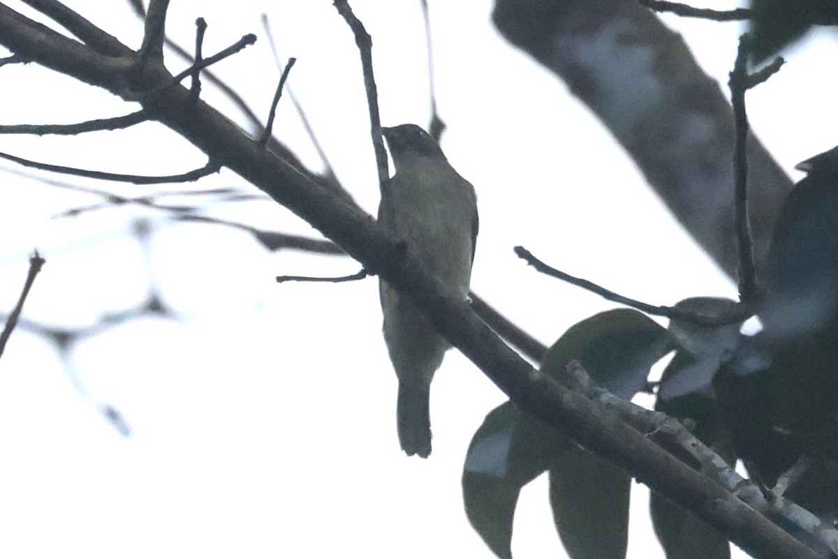 Malaysian Honeyguide - ML625698666