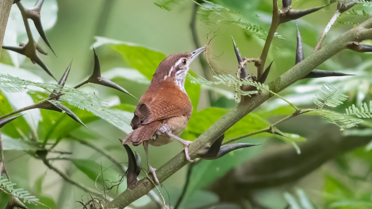 Rufous-and-white Wren - ML625698685