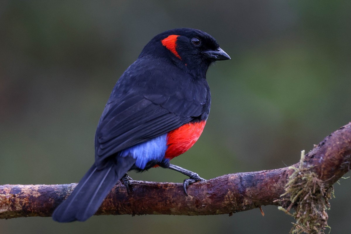 Scarlet-bellied Mountain Tanager - ML625698854