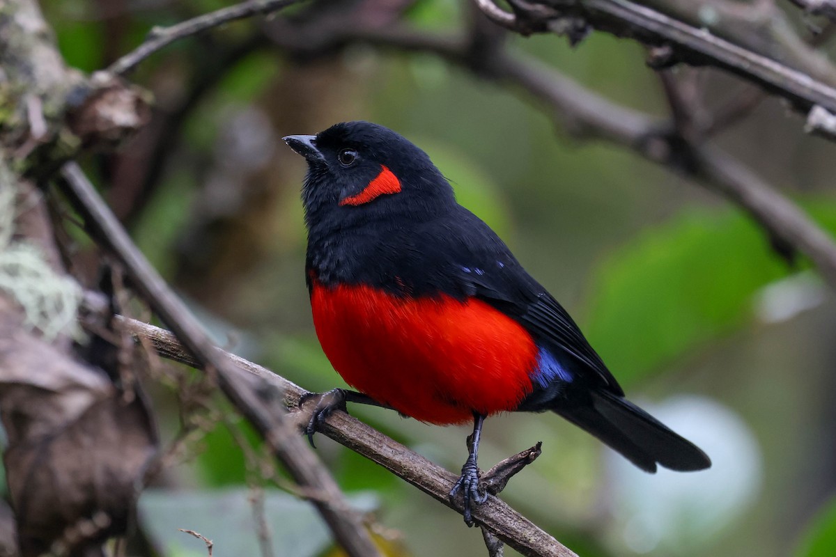 Scarlet-bellied Mountain Tanager - ML625698855