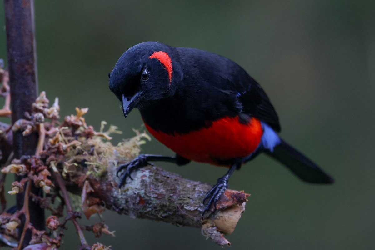 Scarlet-bellied Mountain Tanager - ML625698856