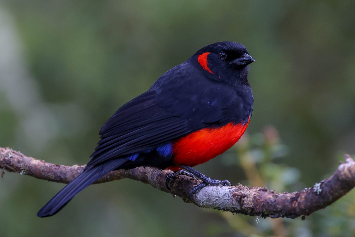 Scarlet-bellied Mountain Tanager - ML625698857