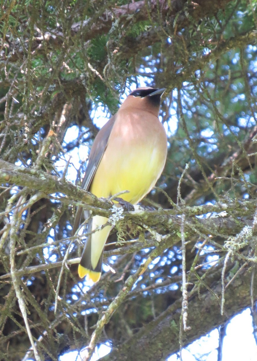 Cedar Waxwing - ML62569931